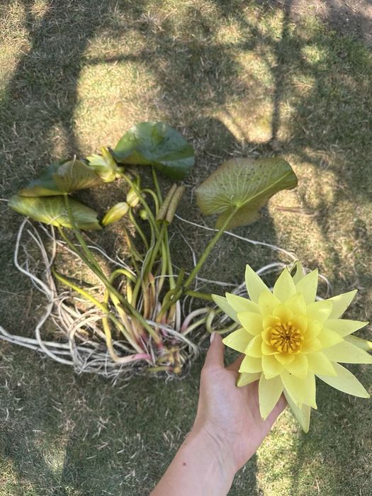 Лілії,німфеї,водна лилия