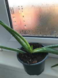 Алое вера (Aloe vera)