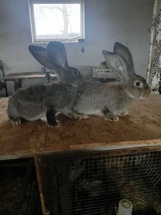 Sprzedam króle belgijskie