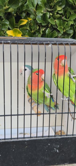 Agapornis roseicollis longfeather