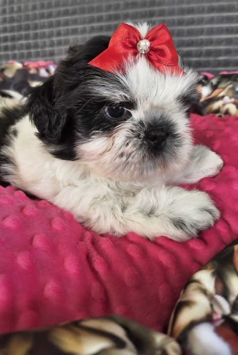 Piesek Shih tzu Oskar gotowy do zmiany domku