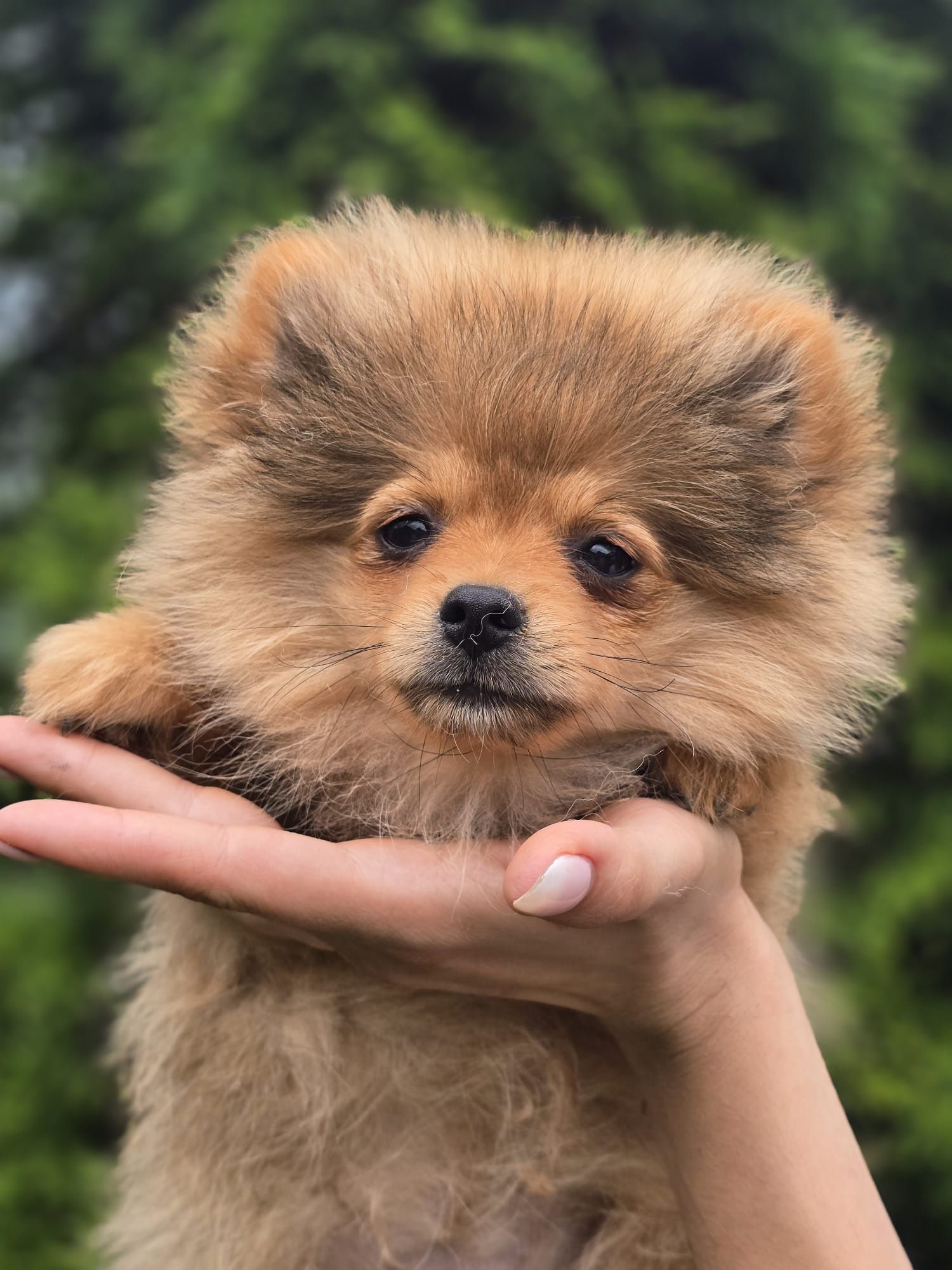 Szpic miniaturowy POMERANIAN suczka metryka chip Do odbioru