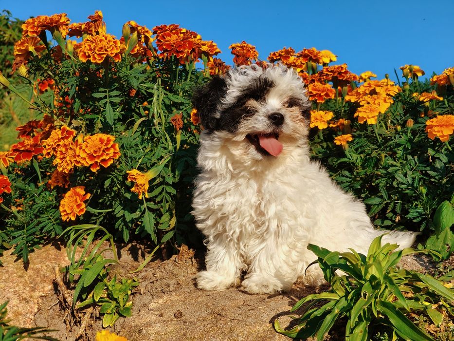 Maltipoo szczenię sunia
