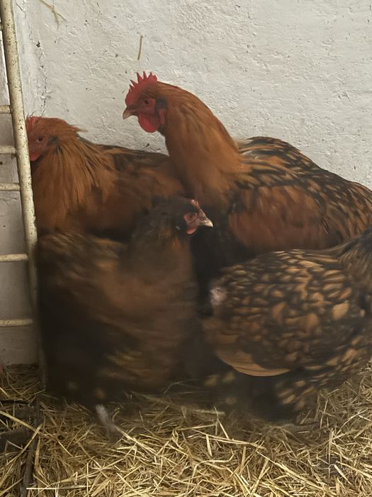 Орпінгтон золото півень