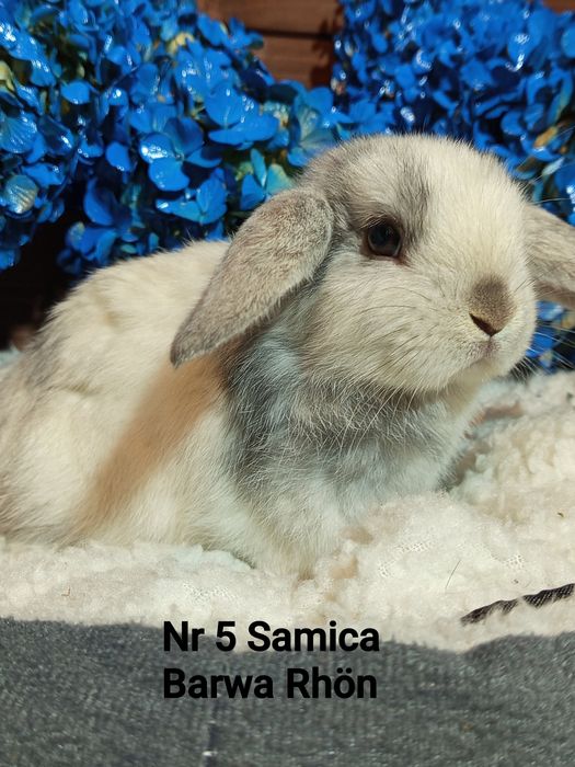 Mini Lop baranek karzełek baranek miniaturowy