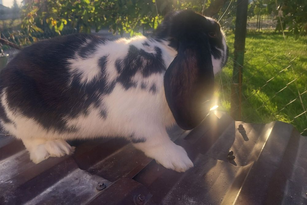 Sprzedam króliki samce