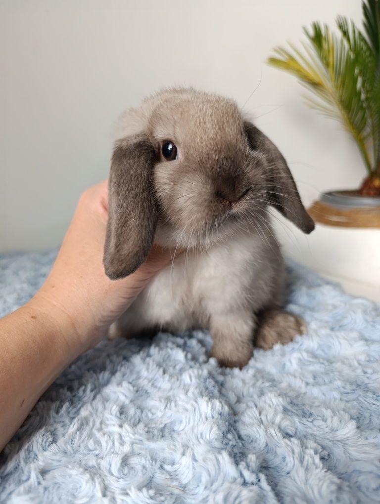Królik króliczek mini lop hodowla zarejestrowana