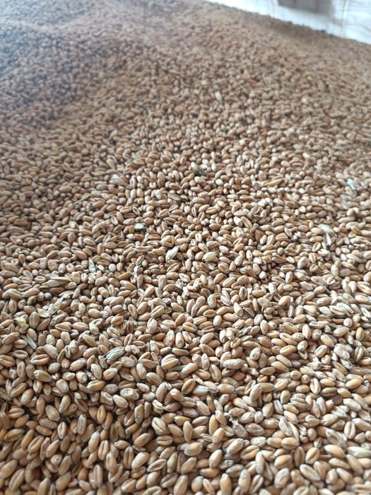 Pszenica ozima ze zbioru 2025