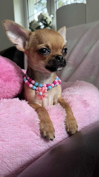 Chłopczyk Chihuahua Brązowy z Rodowodem Tommy