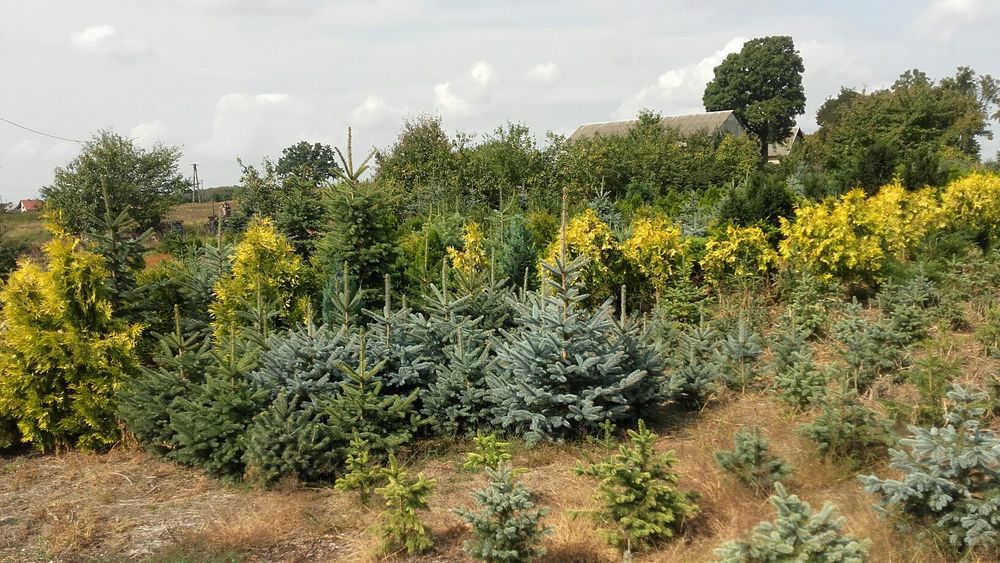 Drzewka ozdobne do przesadzania