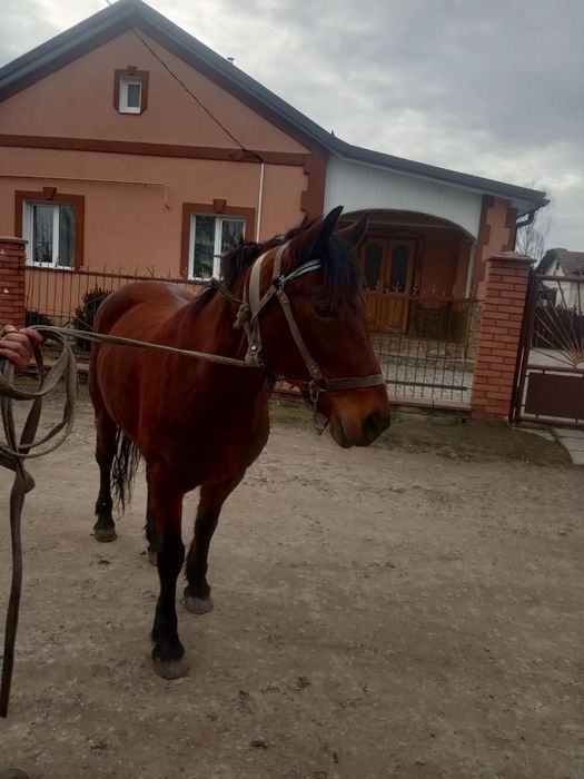 Продається кобила!
