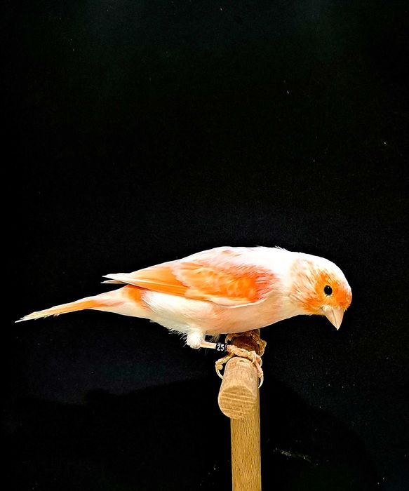 kanarki mozaika czerwona samce,samice