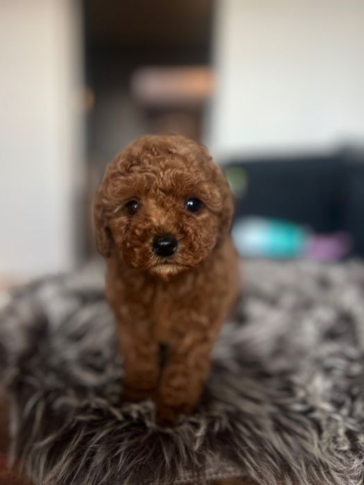 Pudel miniaturowy płowy