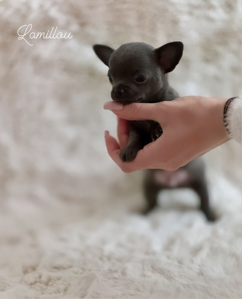 *Chihuahua* piesek Lucky