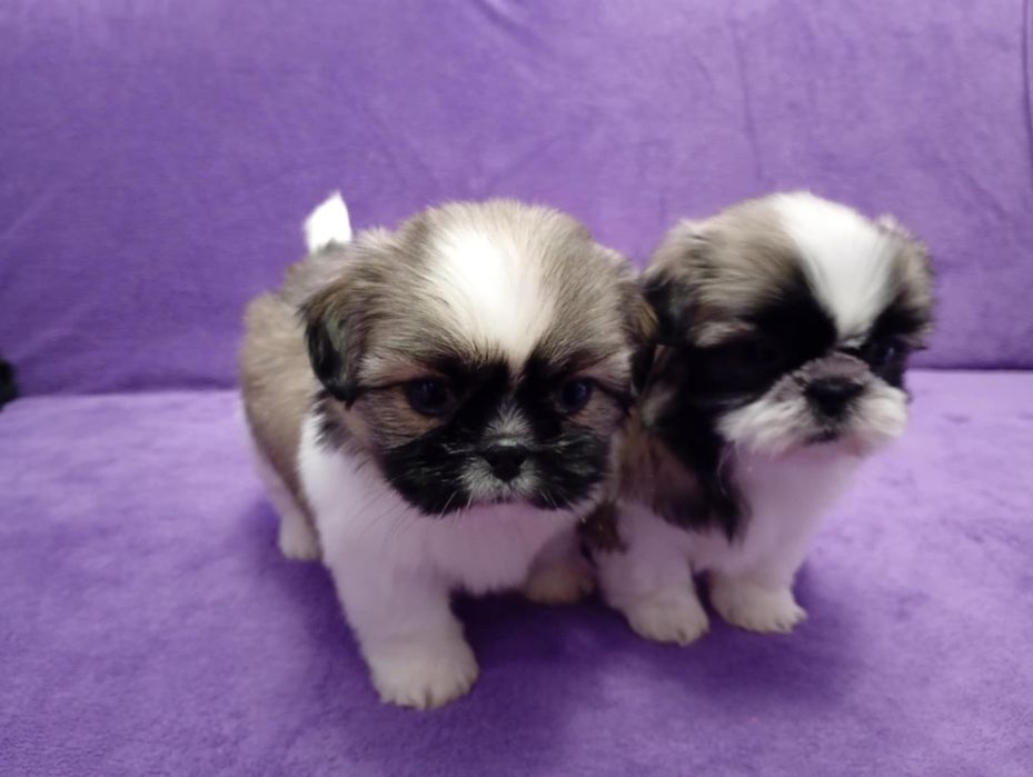 Shih tzu suczka tricolor z rodowodem