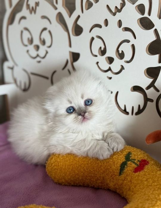 Котята котенок шотландский британский с документами доставка скоттиш