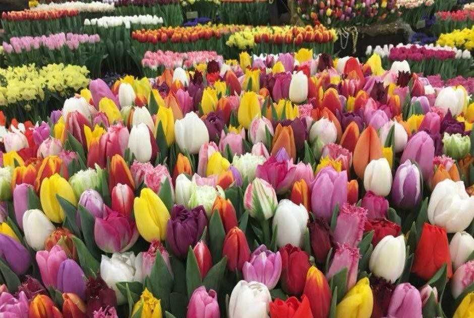 Tulipany mieszane 100 cebulek za 100 zł
