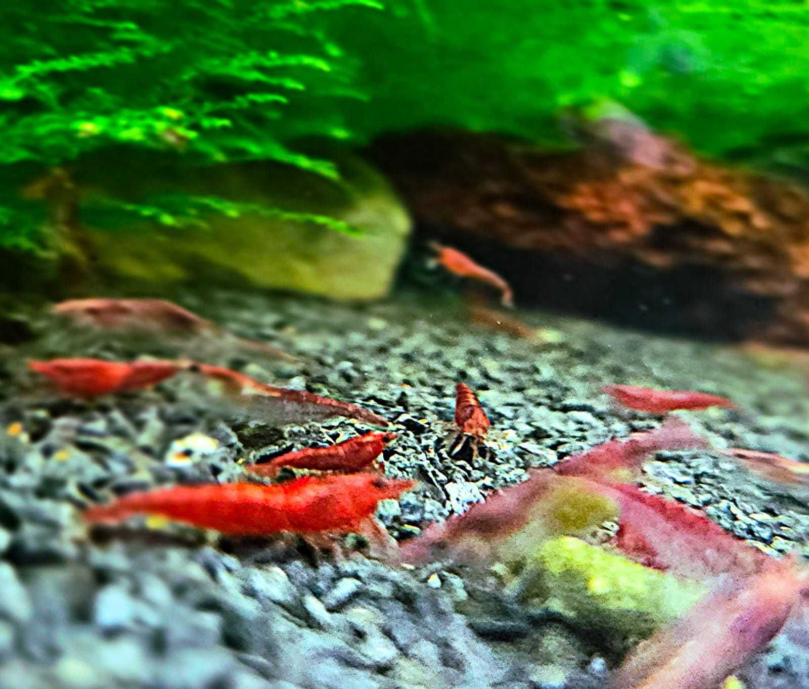 Krewetki Red Sakura