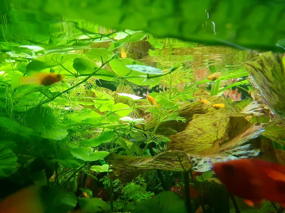 Sprzedam młode molinezja. Slimaki Helenki. Krewetki