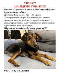 Знайдено собаку Київ