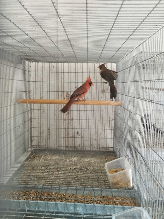 Casal de cardeais da Virgínia