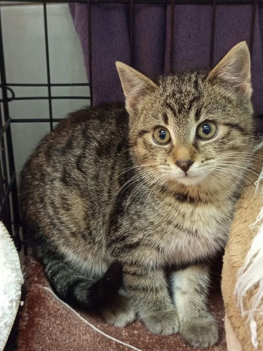 Mały kocurek szuka domu niewychodzącego