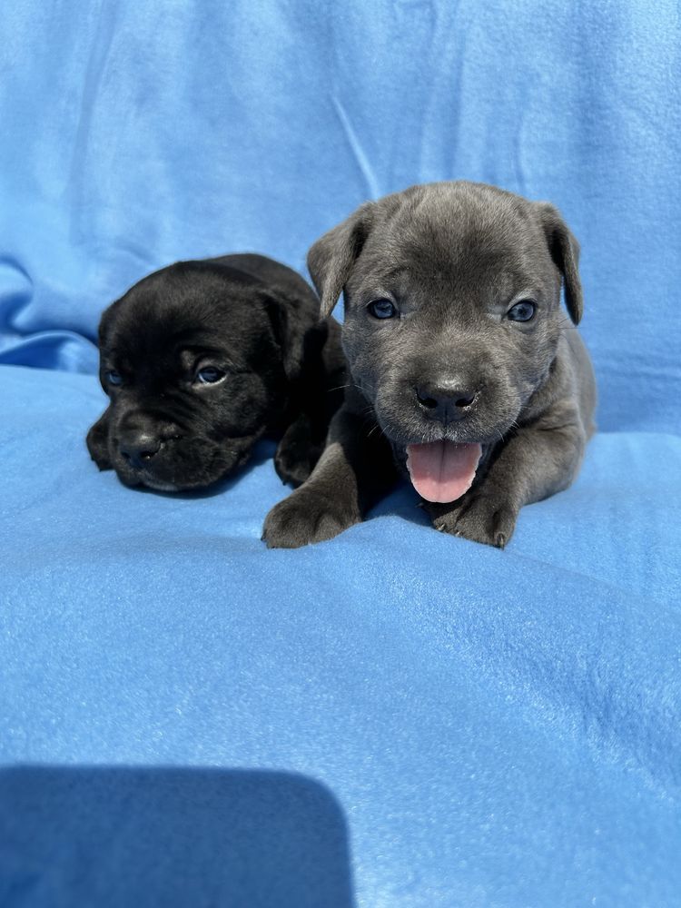 Чорний Cane Corso Ван Дам, 1 місяць — спокійний
