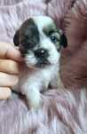 Celinka piękna dziewczynka Shih tzu poleca się do rezerwacji