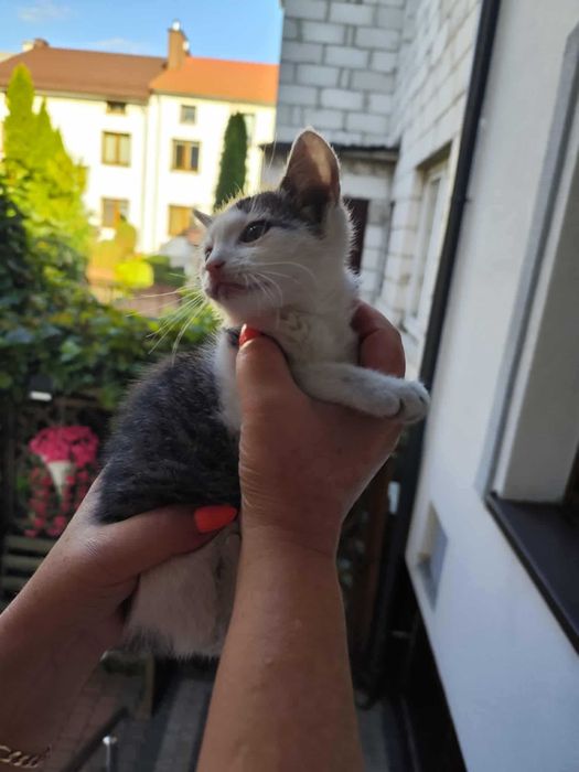 Kiciuś szuka domku PILNIE