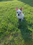 Buldogi Francuskie