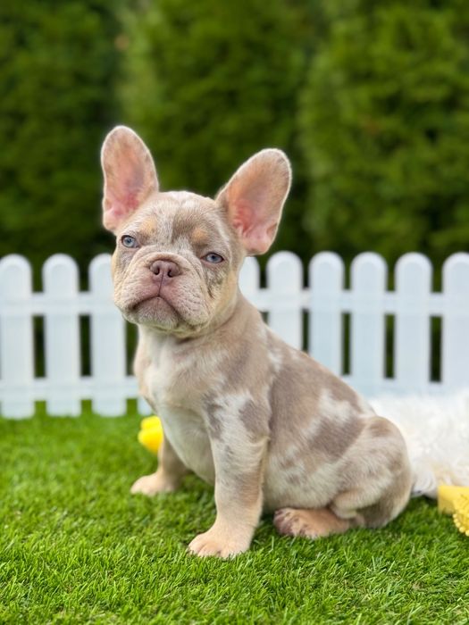 Французский бульдог Мальчик ТОП