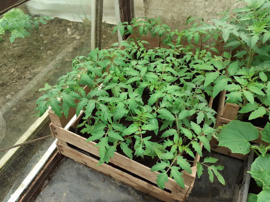 Ekologiczne sadzonki pomidorów