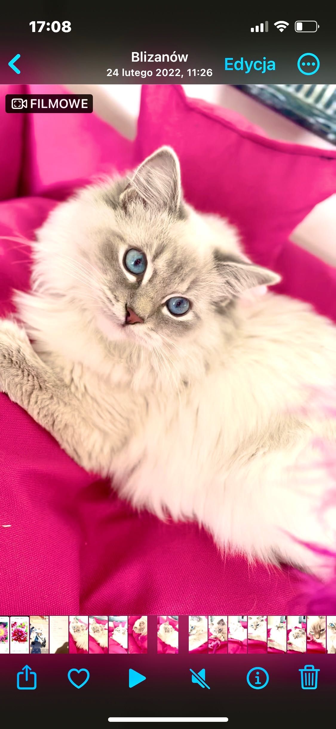 Kotek Ragdoll na kolanka