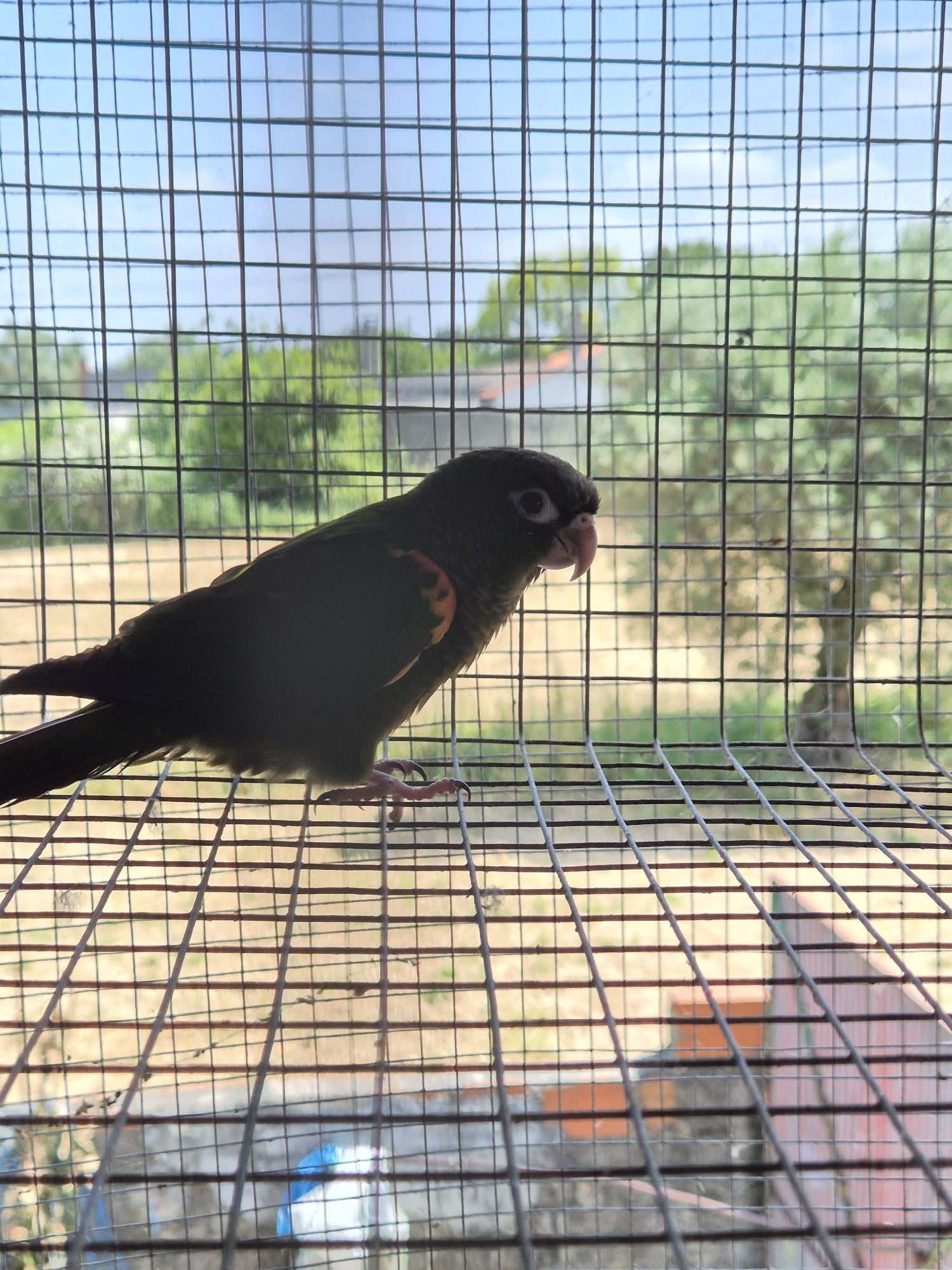 Pyrrhuras Egregias