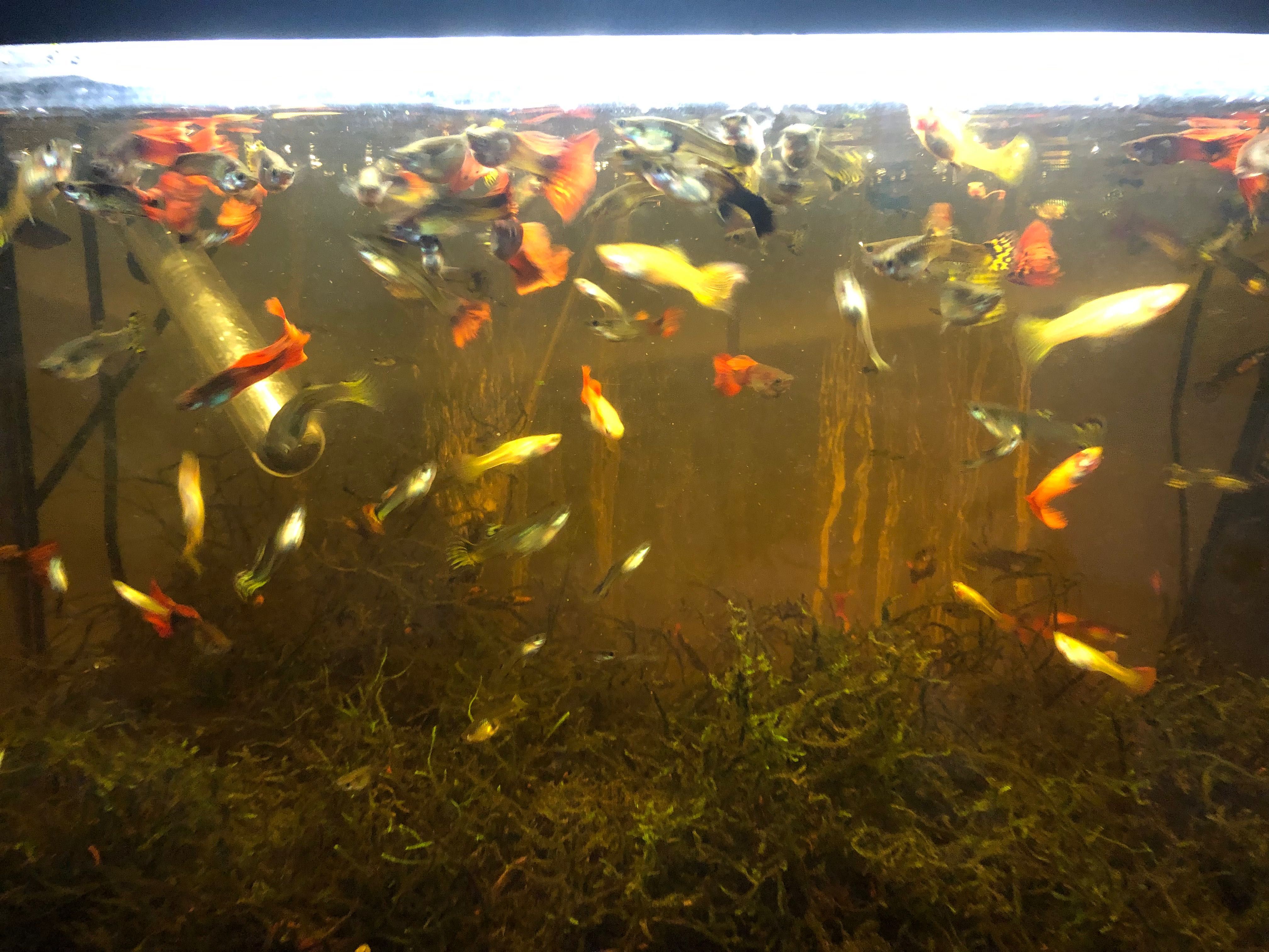 Peixes guppy para venda