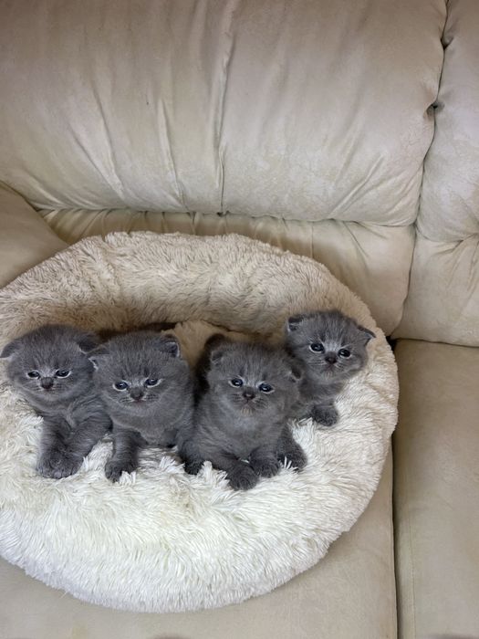 Британські блакитні кошенята