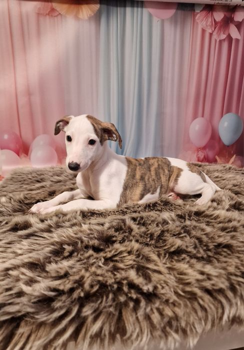 Whippet Chart Angielski FCI  - suczka