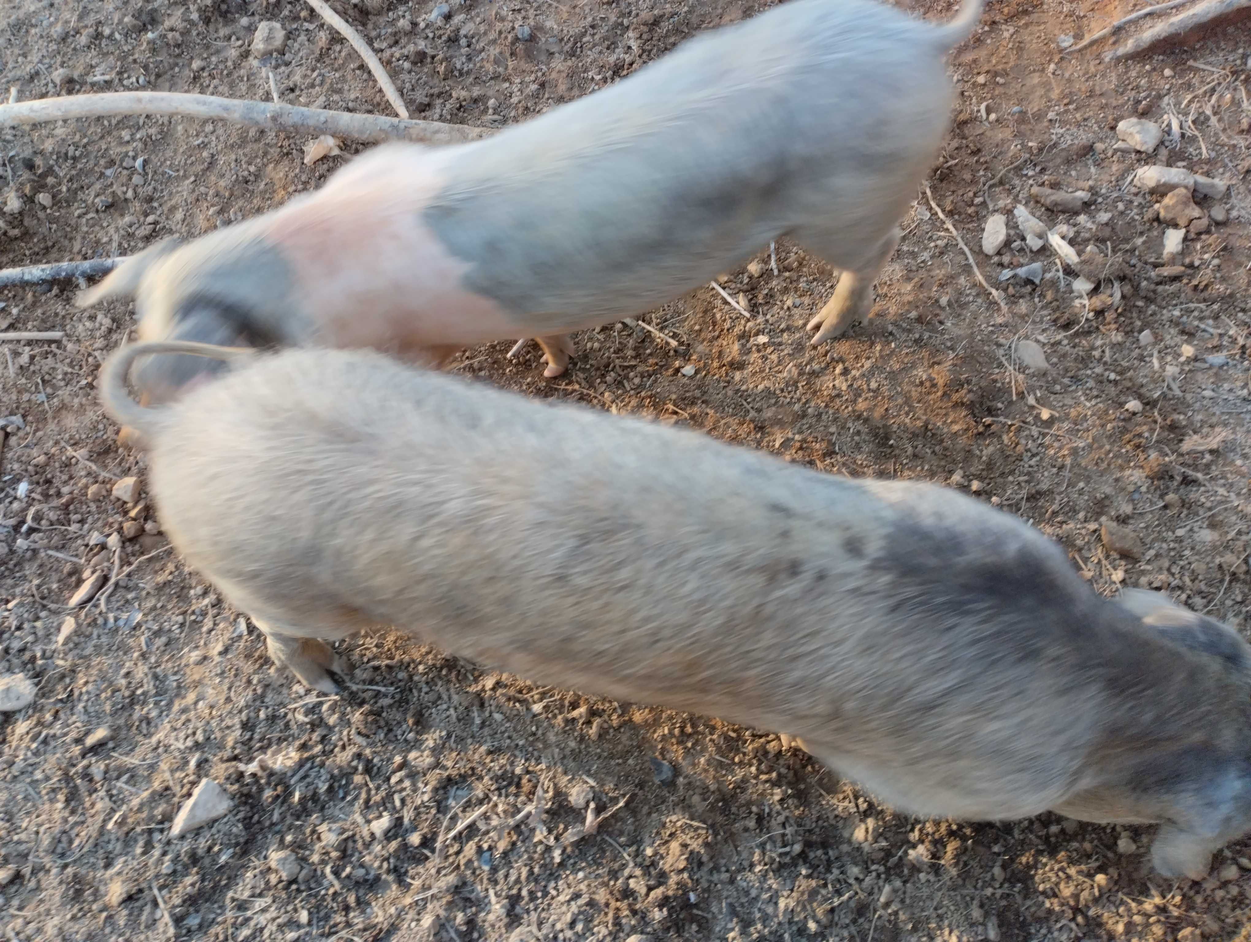 Casal de porcos cruzados bisaro com pietran