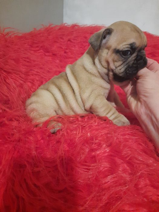 Щенки францкзского бульдога из питомника Одесса