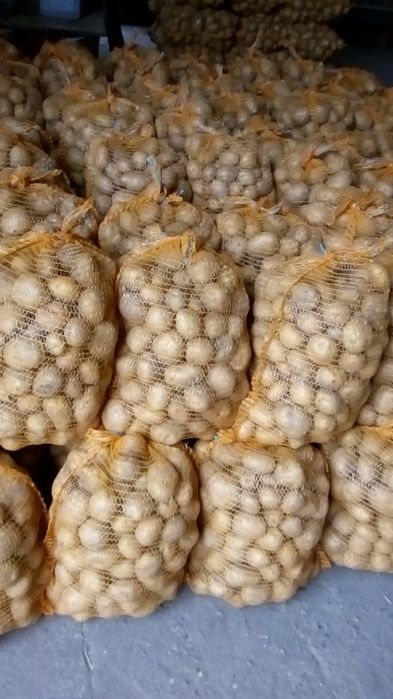 Ziemniaki jadalne Wineta, Queen Ann, Soraya