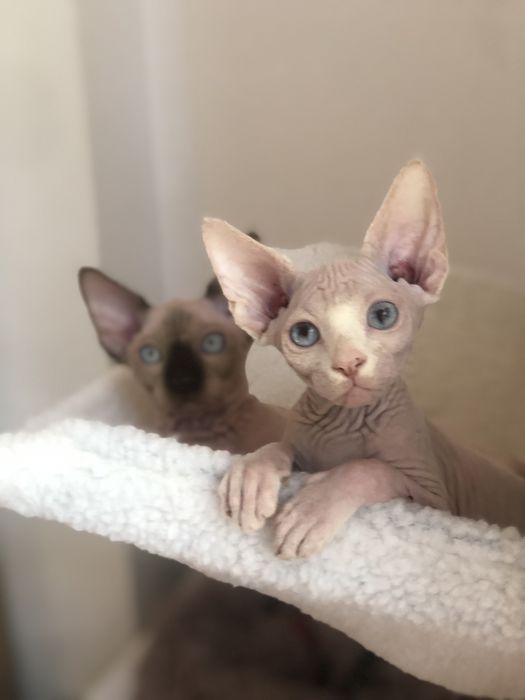 Братики канадики