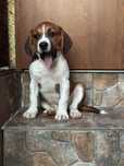 Beagle sunia  szczenie