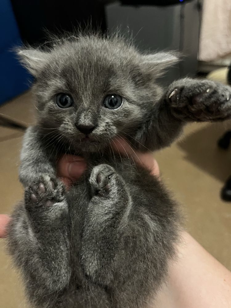 Котята шукають дім