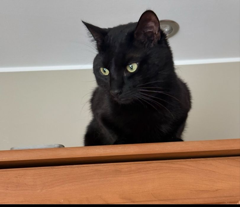 Kot dachowiec za darmo