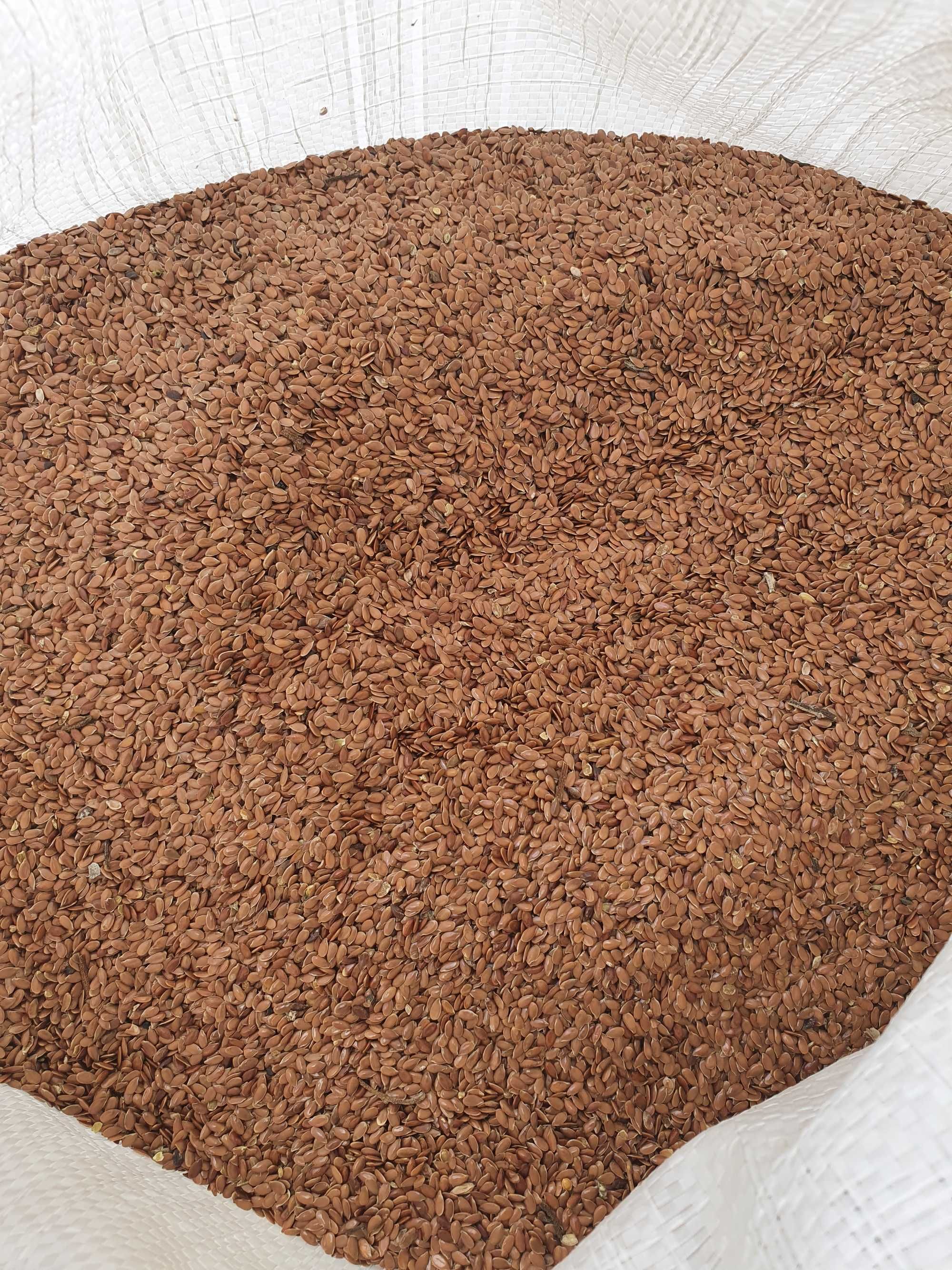 LUCERNA sorgo BÓB bobik łubin peluszka groch koniczyna rzodkiew płużna