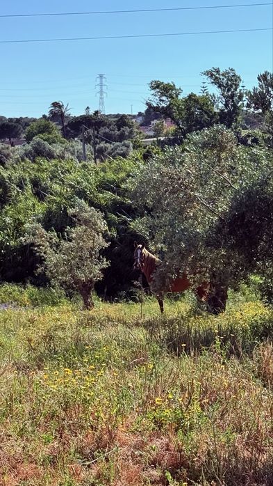 Terreno em pontevel casais dos lagartos