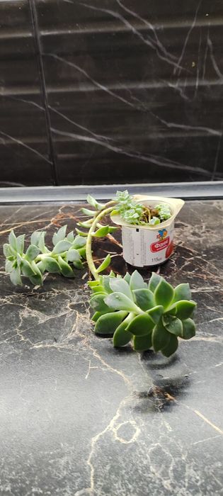 Антуріум, сукуленти, кактуси, драцена, алоє Флораріум Луцьк