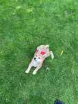 Shiba Inu - suczka