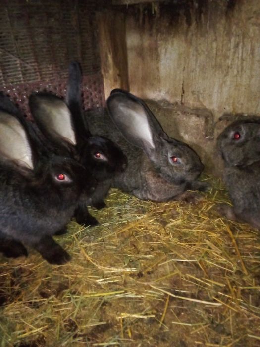 Króle olbrzymy belgijskie