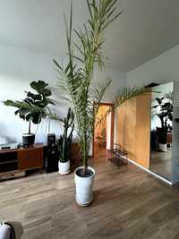 Palma daktylowa 3m duża, daktylowiec kanaryjski
